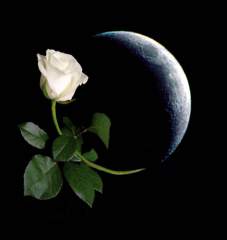 Moon and Rose