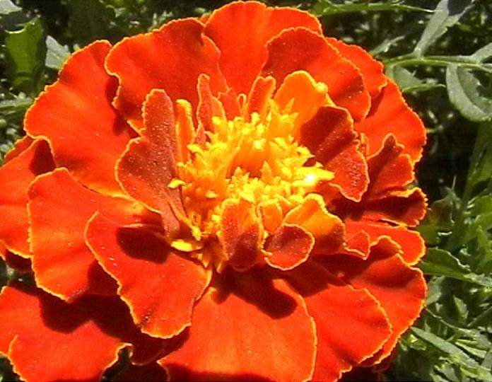  Go to FLOWERS Page 